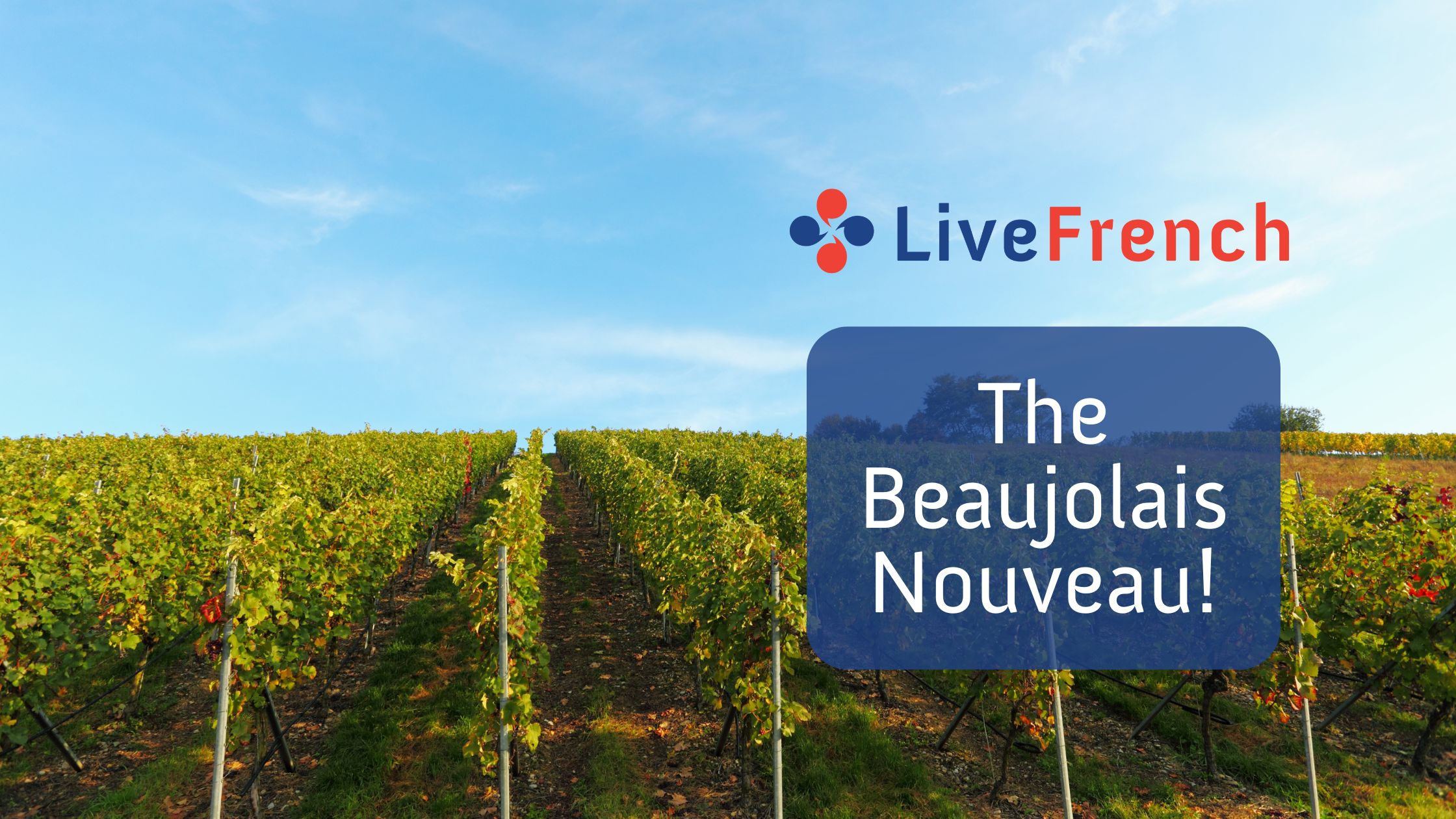 The Beaujolais Nouveau!